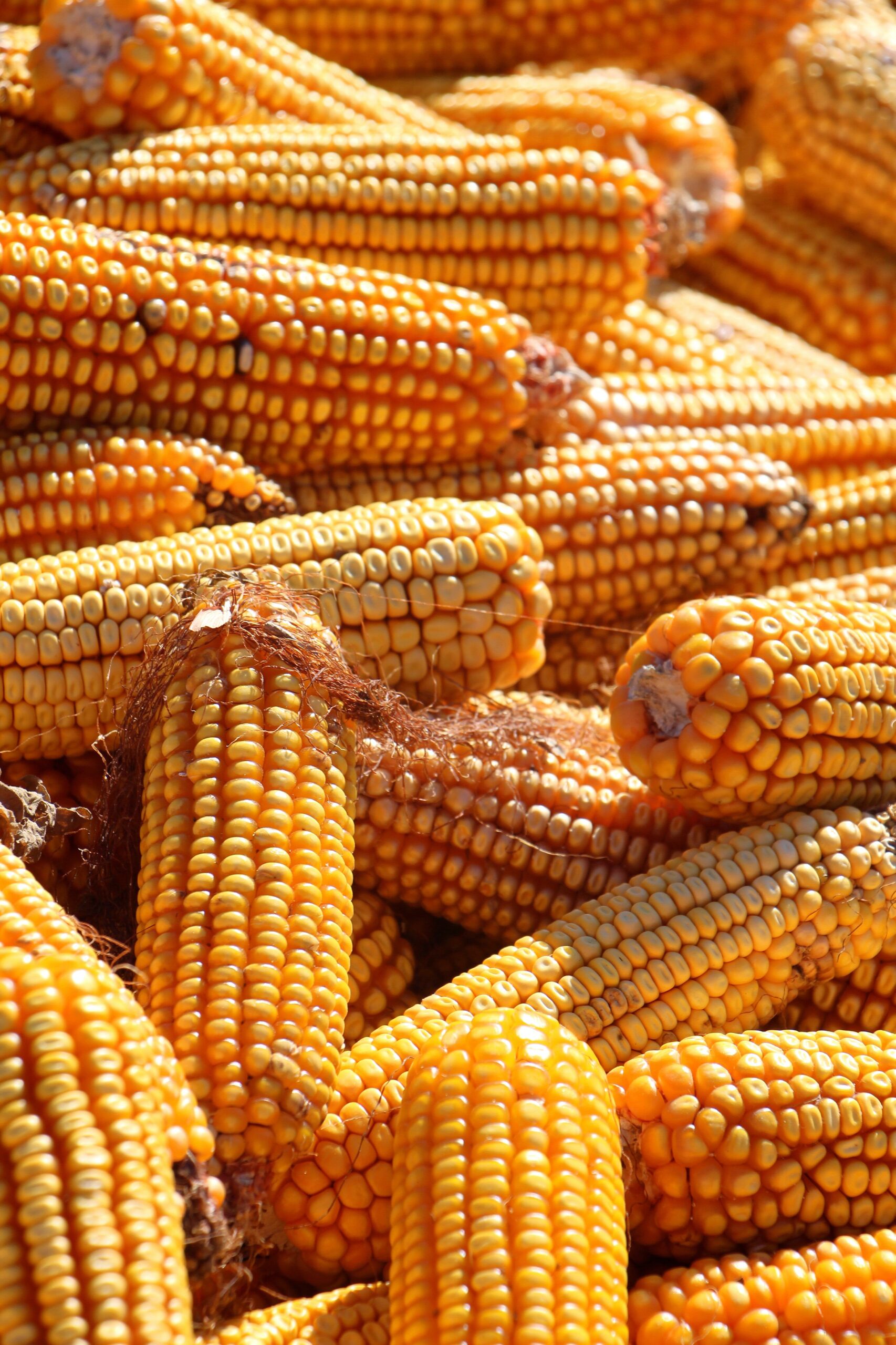 Maize cobs in an original NMC website photograph
